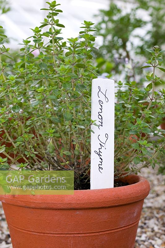 Thymus citriodorus - Lemon Thyme grown in terracotta pot