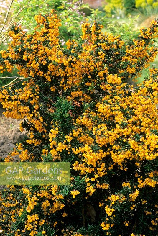 Berberis x stenophylla 'Corallina Compacta'