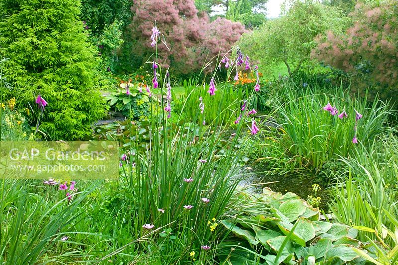 Natural pond with Dierama pulcherrimum - Angels Fishing Rods at edge in Sherwood Garden, Somerset
