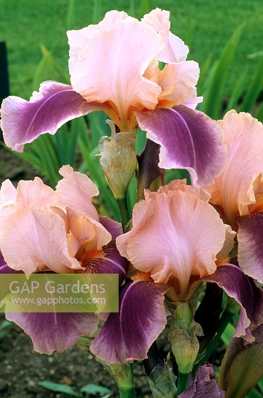 Iris 'Carnaby'