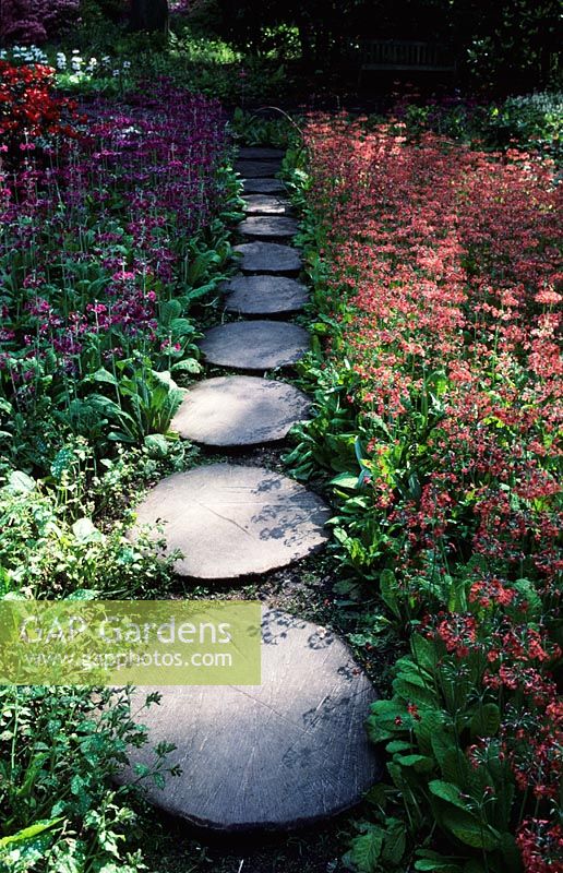 Circular wooden stepping stones through candleabra Primulas in woodland garden