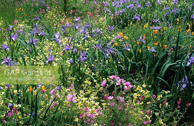 Wild flower meadow at San Francisco Botanical Garden / Strybing Arboretum. California. 