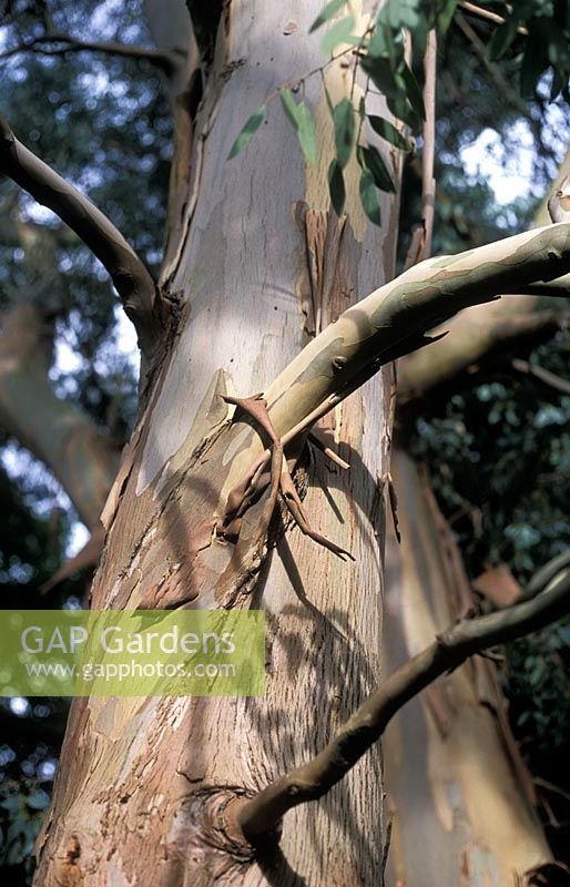 Eucalyptus gunnii - Gum Tree