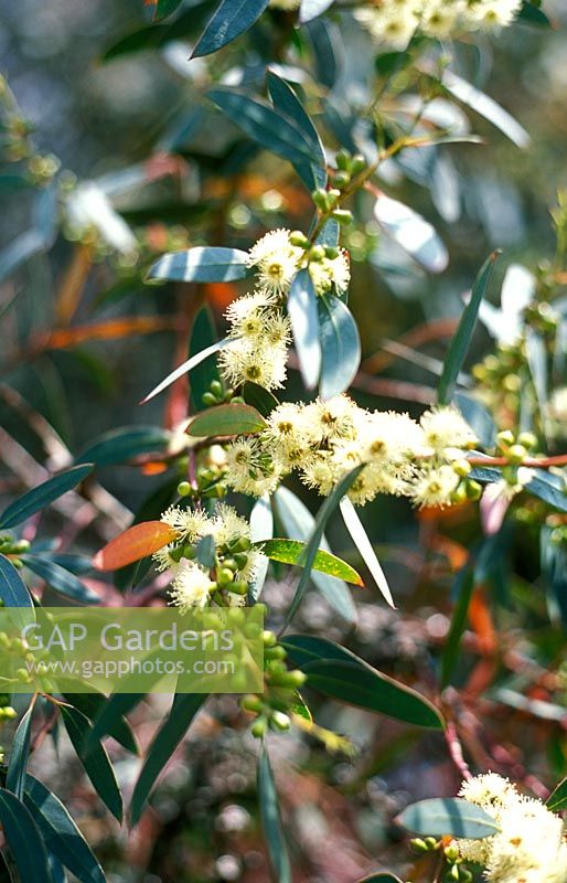 Eucalyptus parvifolia - Small Leaved Gum