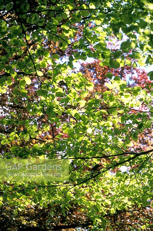 Fagus sylvatica 'Zlatia' - Golden Beech