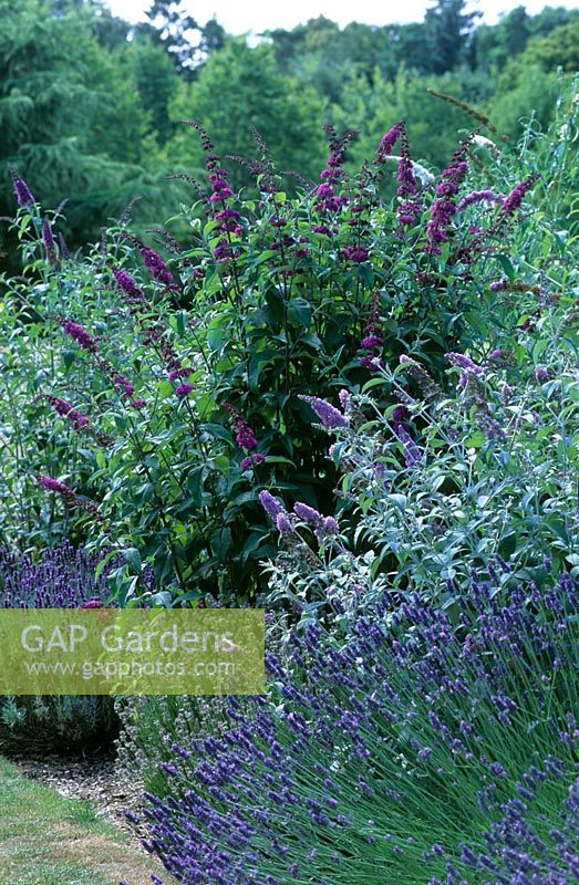 Buddleja davidii varieties in border with Lavandula - Lavender