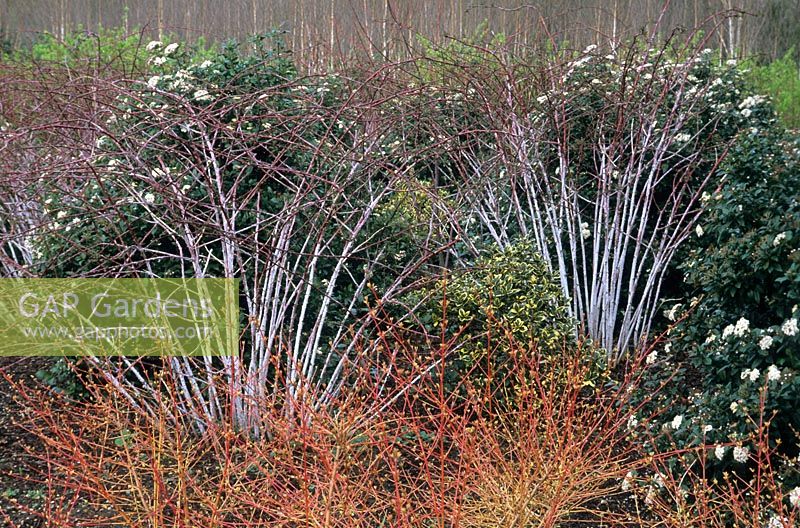 Winter border with Rubus cockburnianus, Cornus sanguinea 'Winter Beauty' and Viburnum tinus 