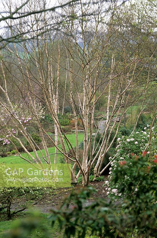 Multi-stemmed clump of Betula utilis var jacquemontii 'Grayswood Ghost' at The Garden House