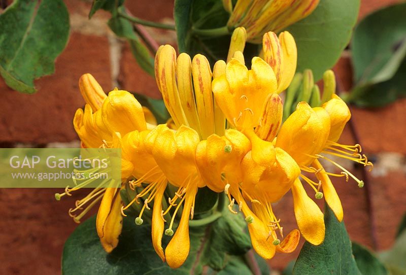 Lonicera x tellmanniana