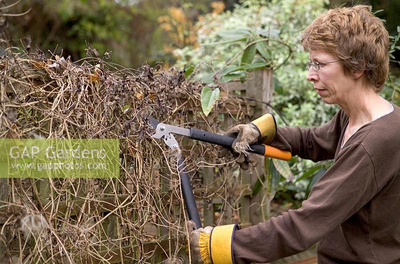Cutting back climber with long-handled loppers.  Clematis macropetala 'Maidwell Hall'