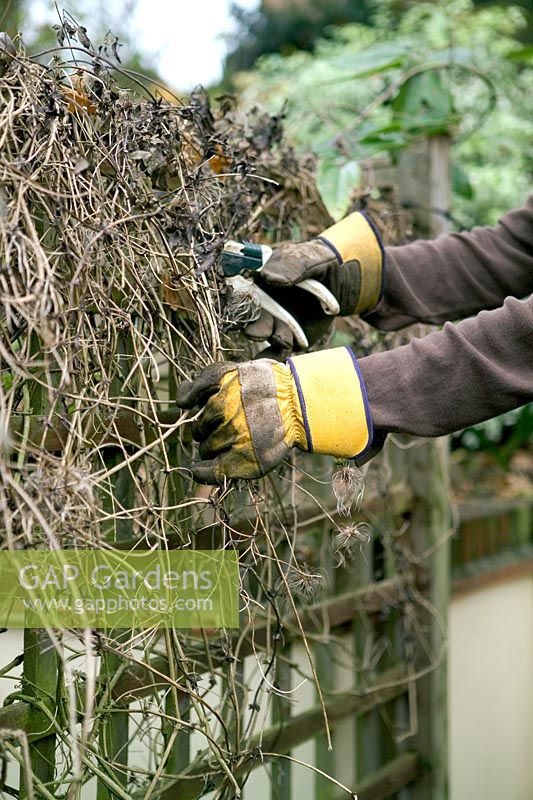 Using secateurs to prune climber - Clematis macropetala 'Maidwell Hall