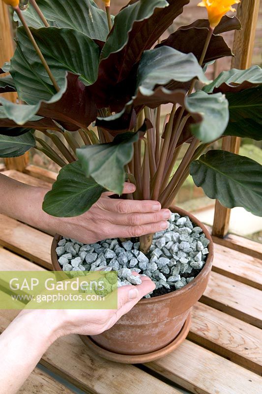 Repotting a houseplant - topping off compost with stone chips (Calathea crocata)