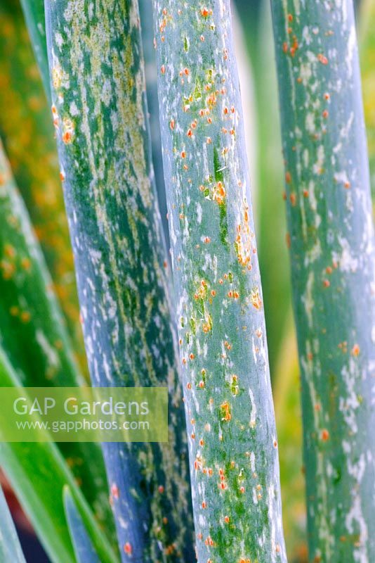 Leek rust on Welsh onions