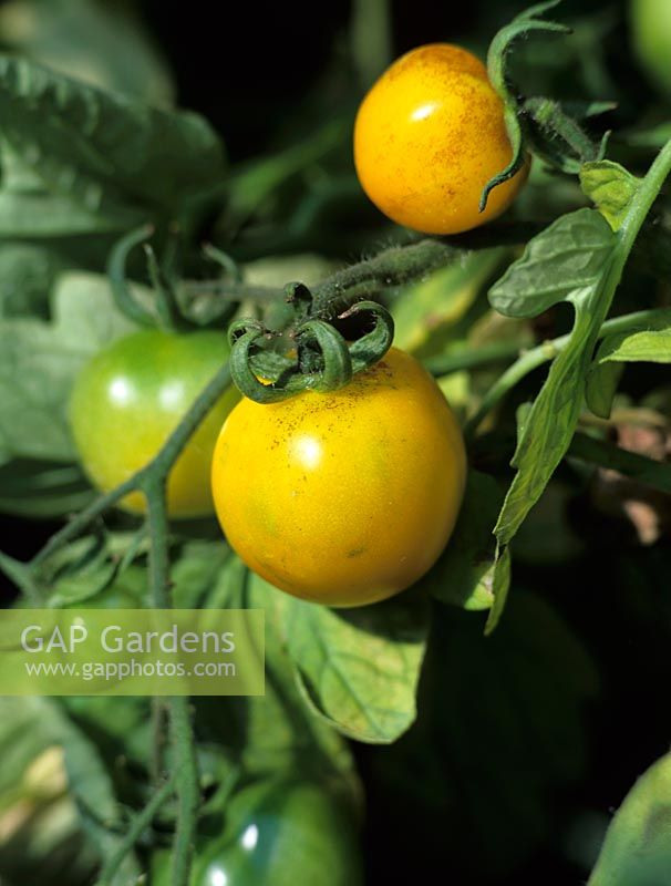 Lycopersicon esculentum -  Tomato 'Livingstones Gold'
