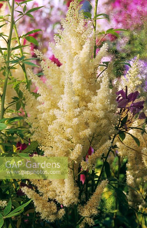 Astilbe x arendsii 'Weise Gloria'