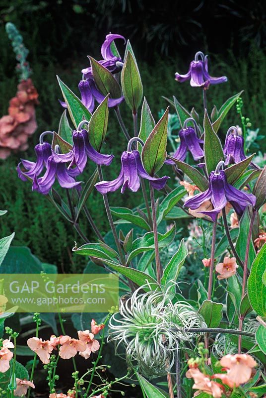 Clematis integrifolia with Diasica 'Coral Belle'   