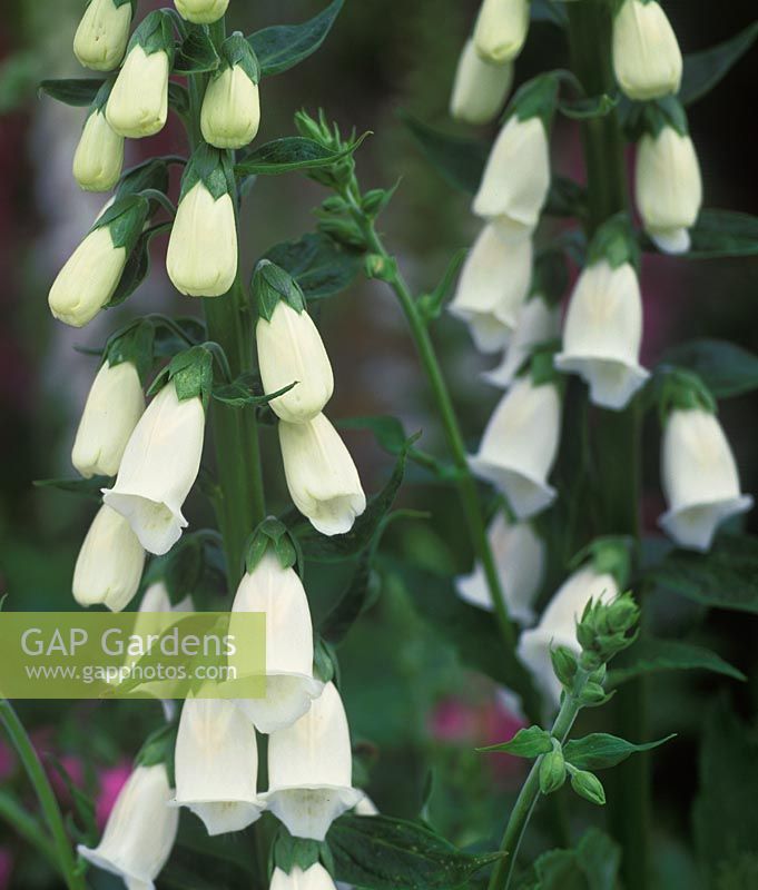 Digitalis purpurea f albiflora - Foxgloves 