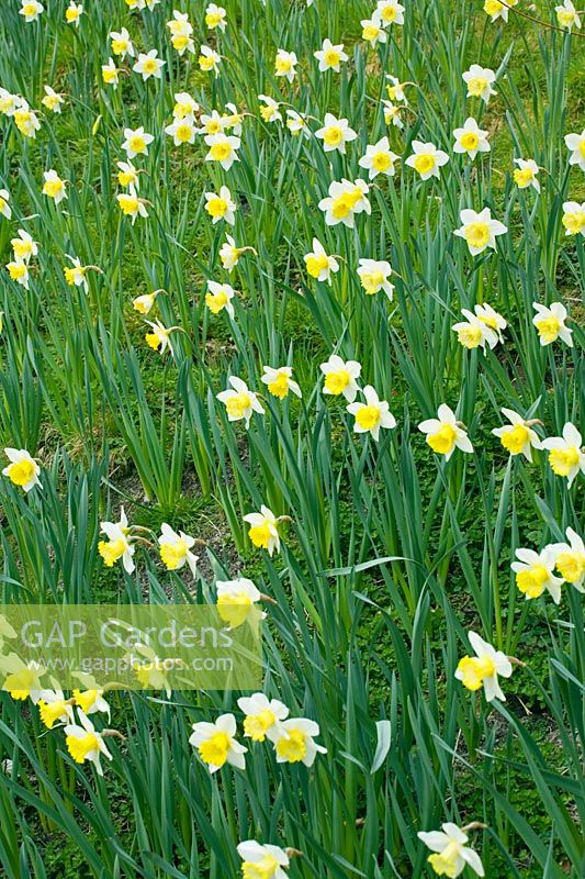 Narcissus 'Finland' - Daffodils