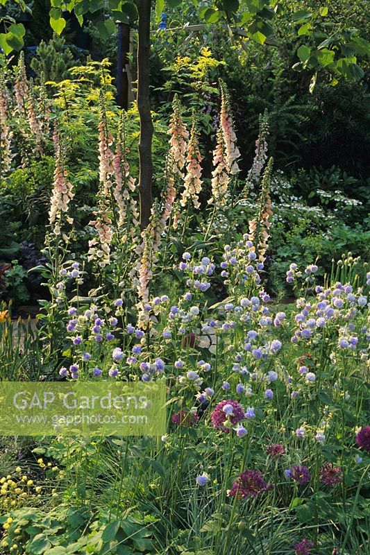 Digitalis 'Apricot Beauty' with Aquilegia 'Stourton Blue' in border