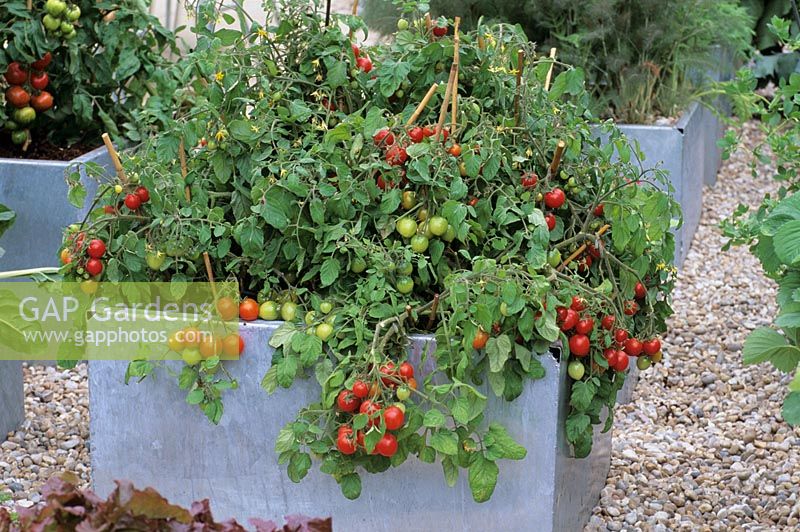 Tomatoes 'Tumbler' planted in galvanized container at Chelsea FS by Evening Standard 