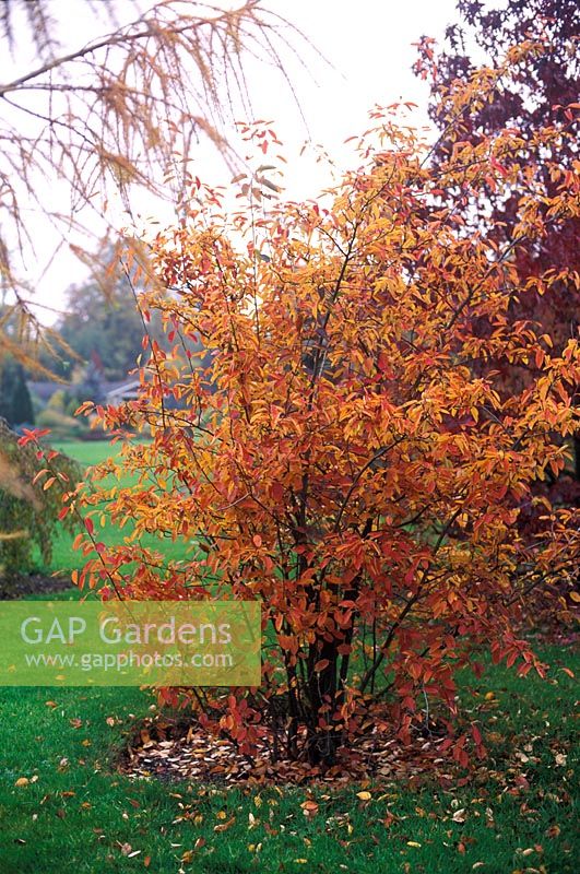 Amelanchier lamarckii - Snowy Mespilus in autumn   