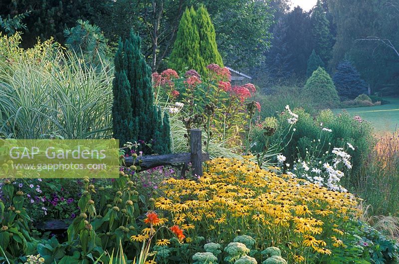 Summer border with Rudbeckia fulgida 'Goldstrum', Chamaecyparis 'Ellwood's Pillar', Miscanthus sinensis variegatus and  Eupatorium purpureum 'Gateway