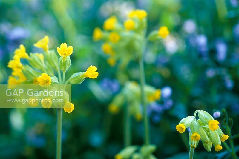 Primula  veris - Cowslip  