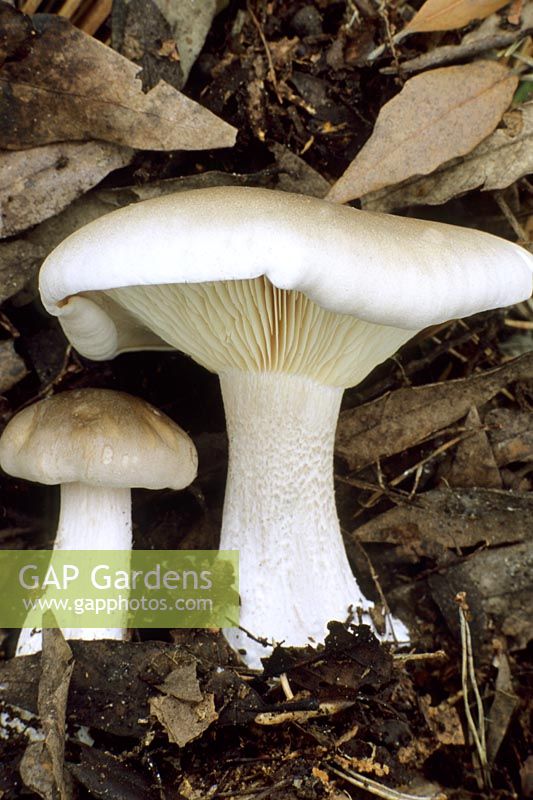Clouded Agaric - wild mushroom