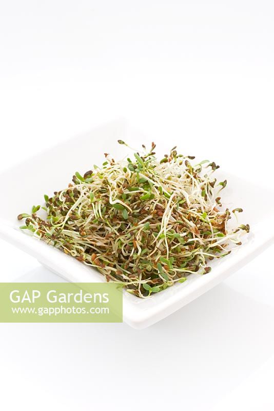 Medicago sativa - Sprouted Alfalfa  
