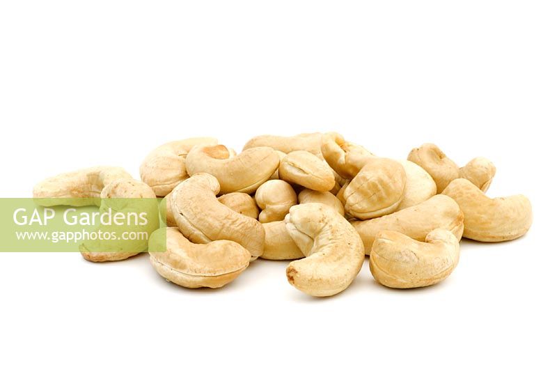 Anacardium occidentale - Cashew Nuts   
