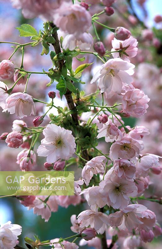 Prunus 'Matsumae-Shirakinu' with blossom in April