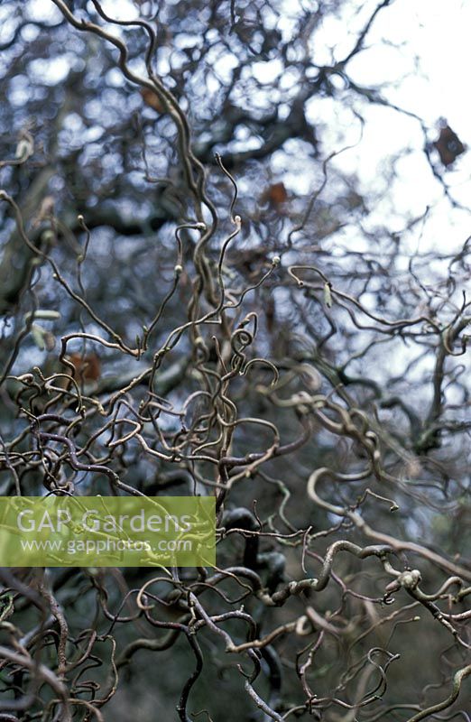 Corylus avellana 'Contorta' - Hazel