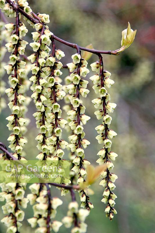 Stachyurus praecox