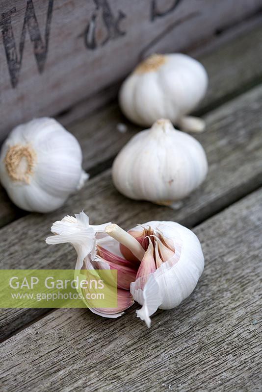 Allium sativum - Garlic bulbs