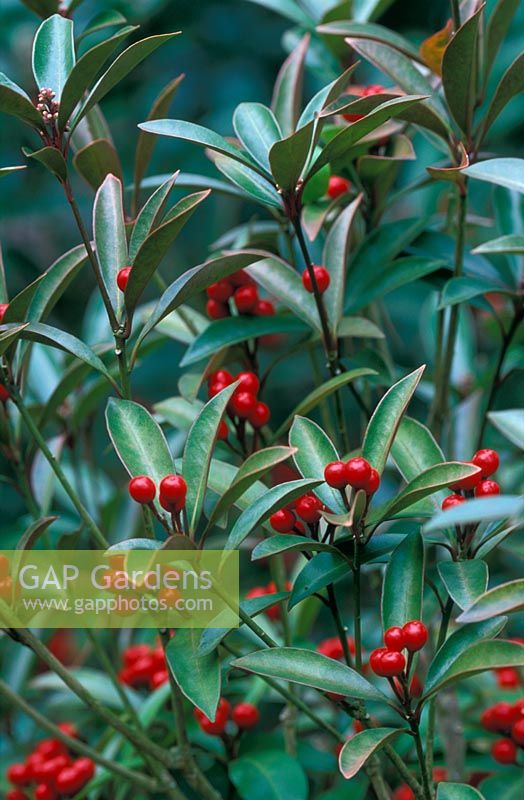 Skimmia japonica subsp Reevesiana 'Chilan Choice' in December