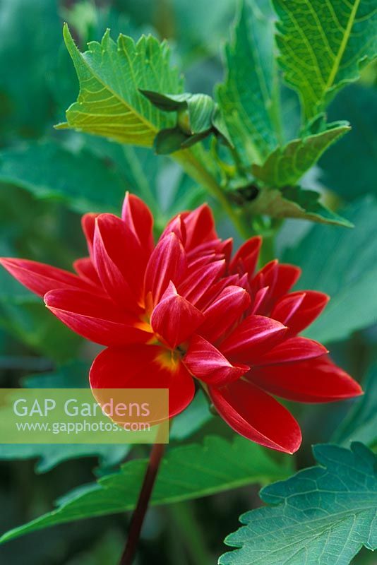 Dahlia 'Moray Susan' flowering in September