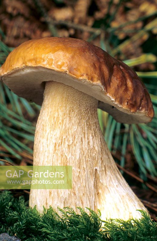 Boletus Edulis - Cep Mushroom or Penny Bun mushroom