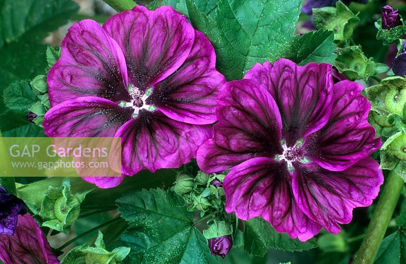 Malva sylvestris