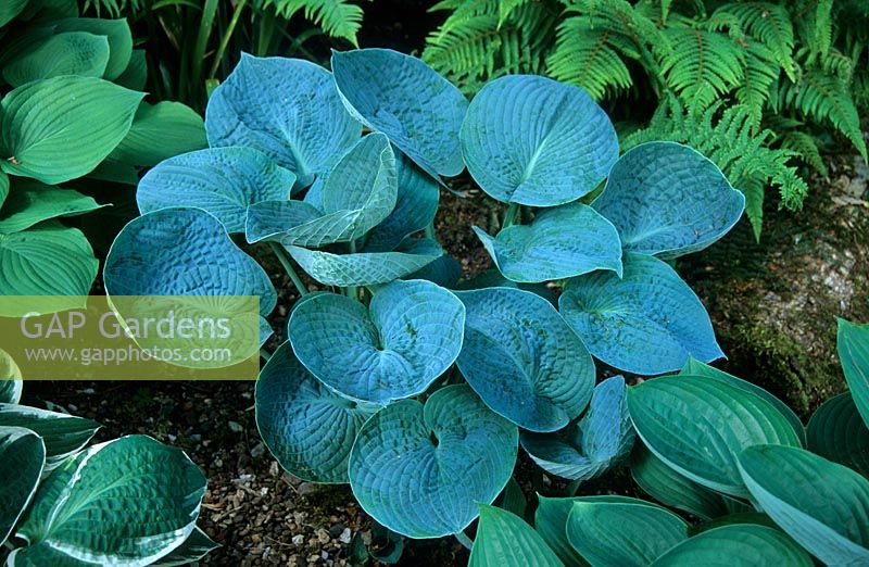 Hosta 'Love Pat'