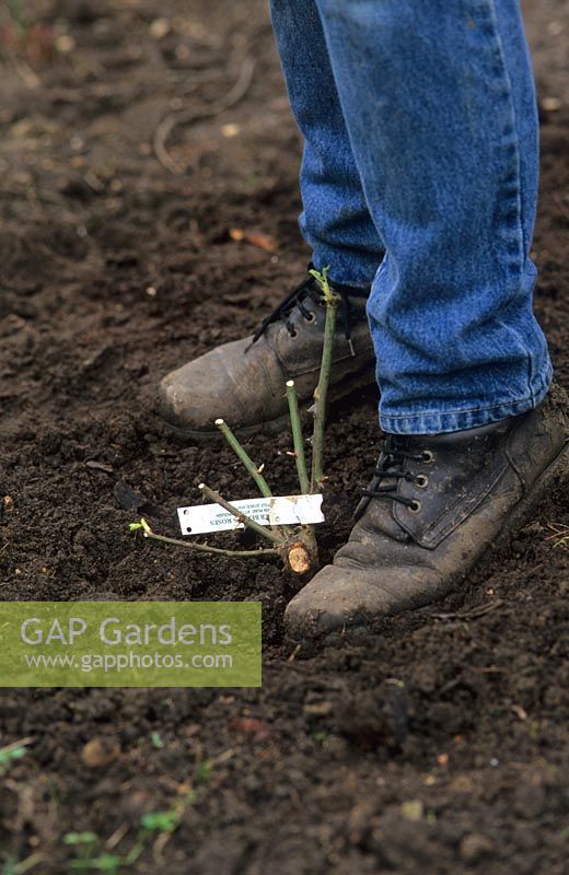 Firming in newly planted rose