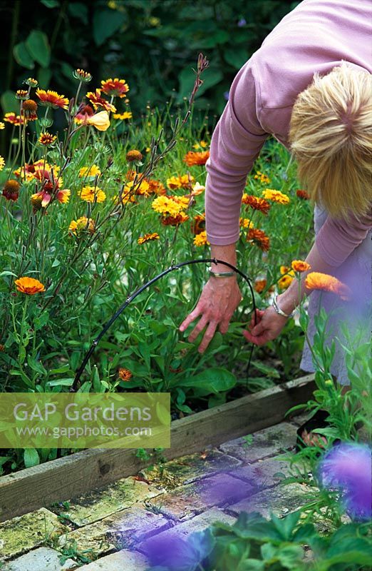 Woman using bamboo cane to prevent plants flopping over path