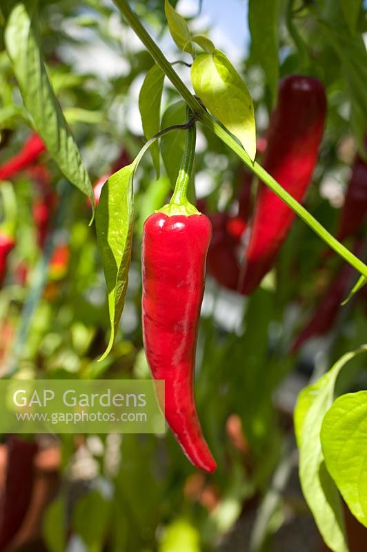 Capsicum - Chilli 'Garden Salsa' in August 