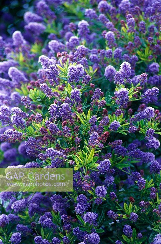 Ceanothus 'Concha' - Californian Lilac  