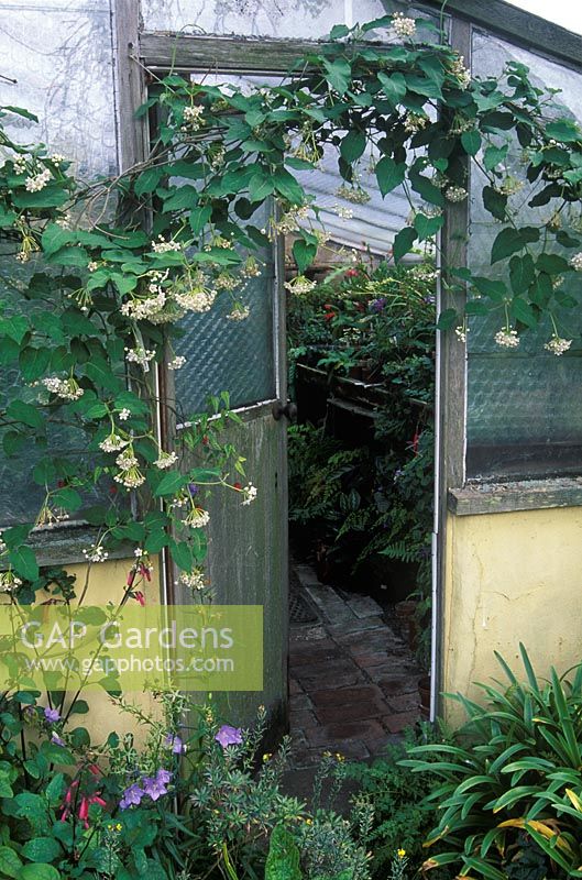 Dregra sinensis syn Wattakaka sinensis climbing over door to greenhouse 