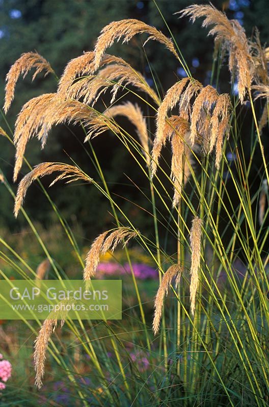 Cortaderia fulvida - Pampas Grass  