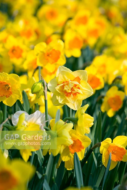 Narcissus 'Ipi Tombi' - Daffodils