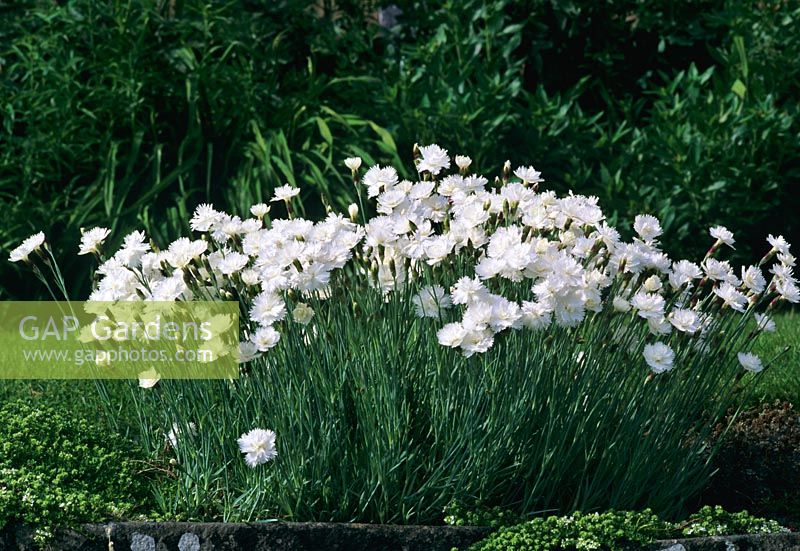 Dianthus 'Mrs Sinkins' flowering in June