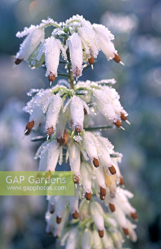 Erica carnea 'Springwood White' - Heather