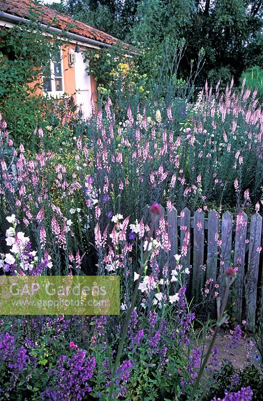 Cottage Garden with front garden full of Linaria purpurea 'Canon Went' - Purple Toad Flax in June 