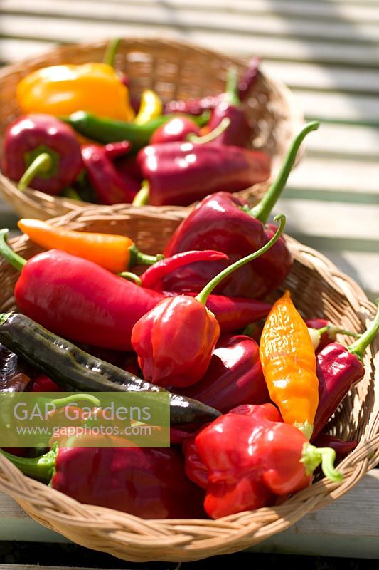 Baskets with Capsicum - Chillies 